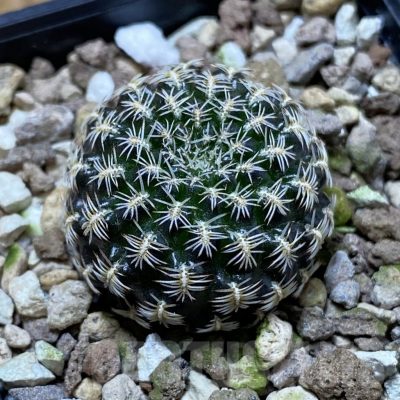 SH22670 Sulcorebutia augustinii LH 1721
