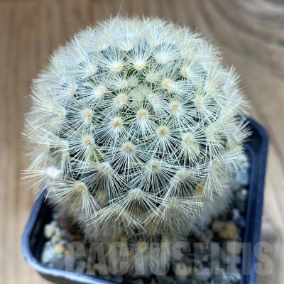 SH22628 Mammillaria carmenae hybrid