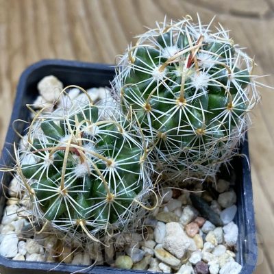 SH22673 Echinofossulocactus arrigens, 2 plants