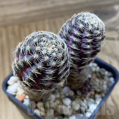 SH22674 Mediolobivia haagei v. orurensis KK968, 2 plants