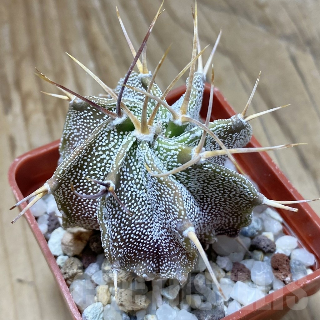 SH22675 Astrophytum ornatum