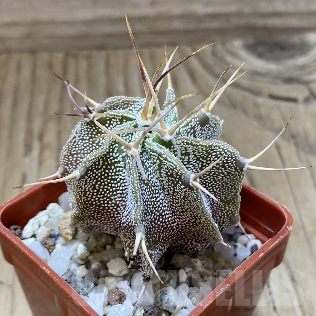 SH22675 Astrophytum ornatum - Image 2