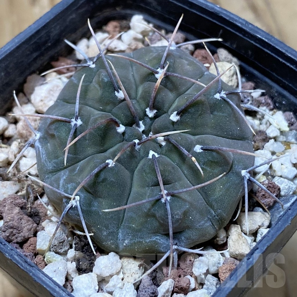 SH22686 Gymnocalycium vatteri