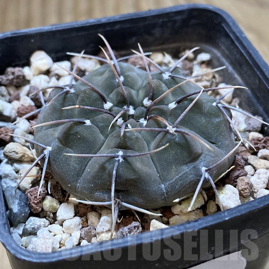 SH22686 Gymnocalycium vatteri - Image 2