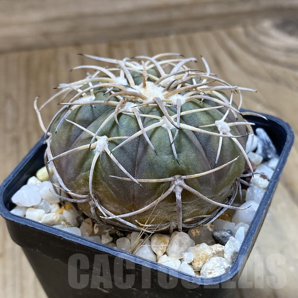 SH22687 Gymnocalycium spegazzinii - Image 2