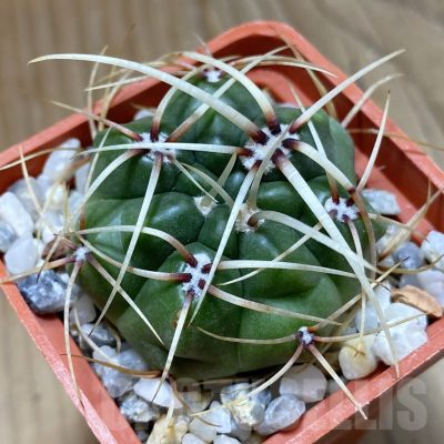 SH22688 Gymnocalycium monvillei ssp. gertrudae VG 1156