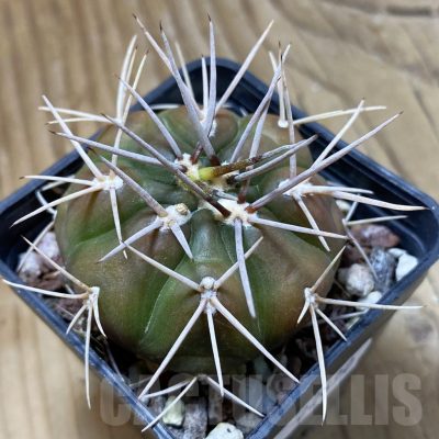 SH22690 Gymnocalycium eurypleurum
