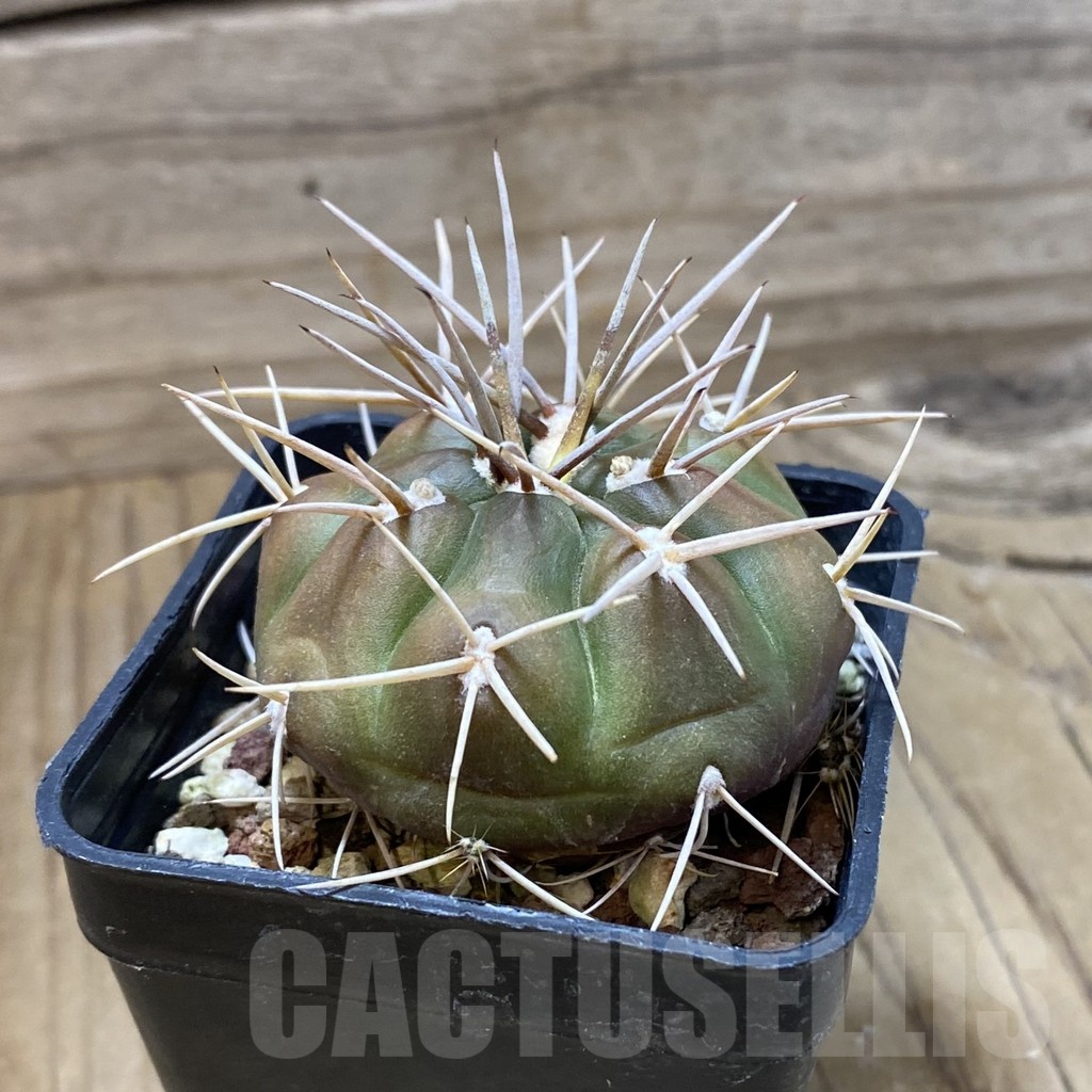 SH22690 Gymnocalycium eurypleurum - Image 2