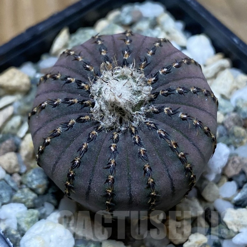 SH22633 Frailea asterioides