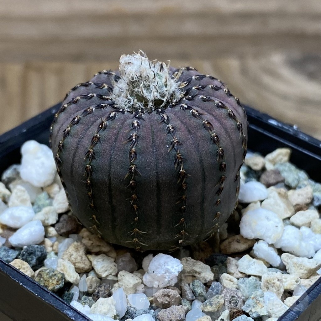 SH22633 Frailea asterioides - Image 2