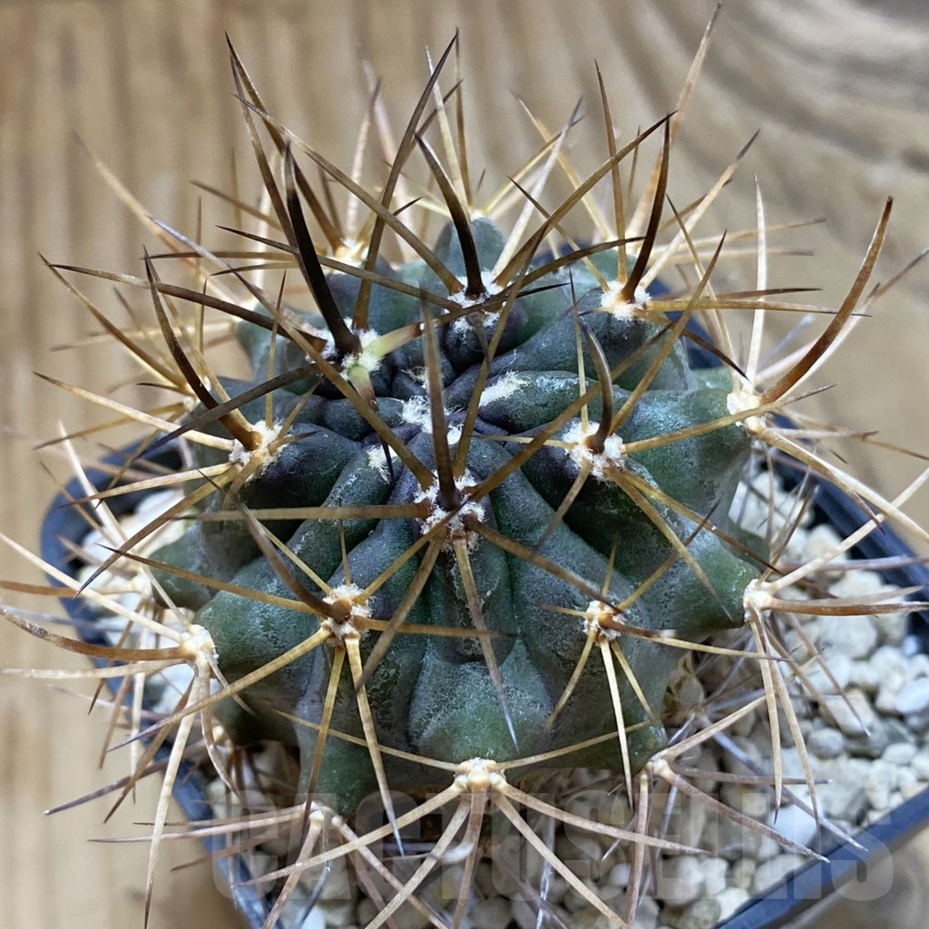 SH22635 Eriosyce curvispina