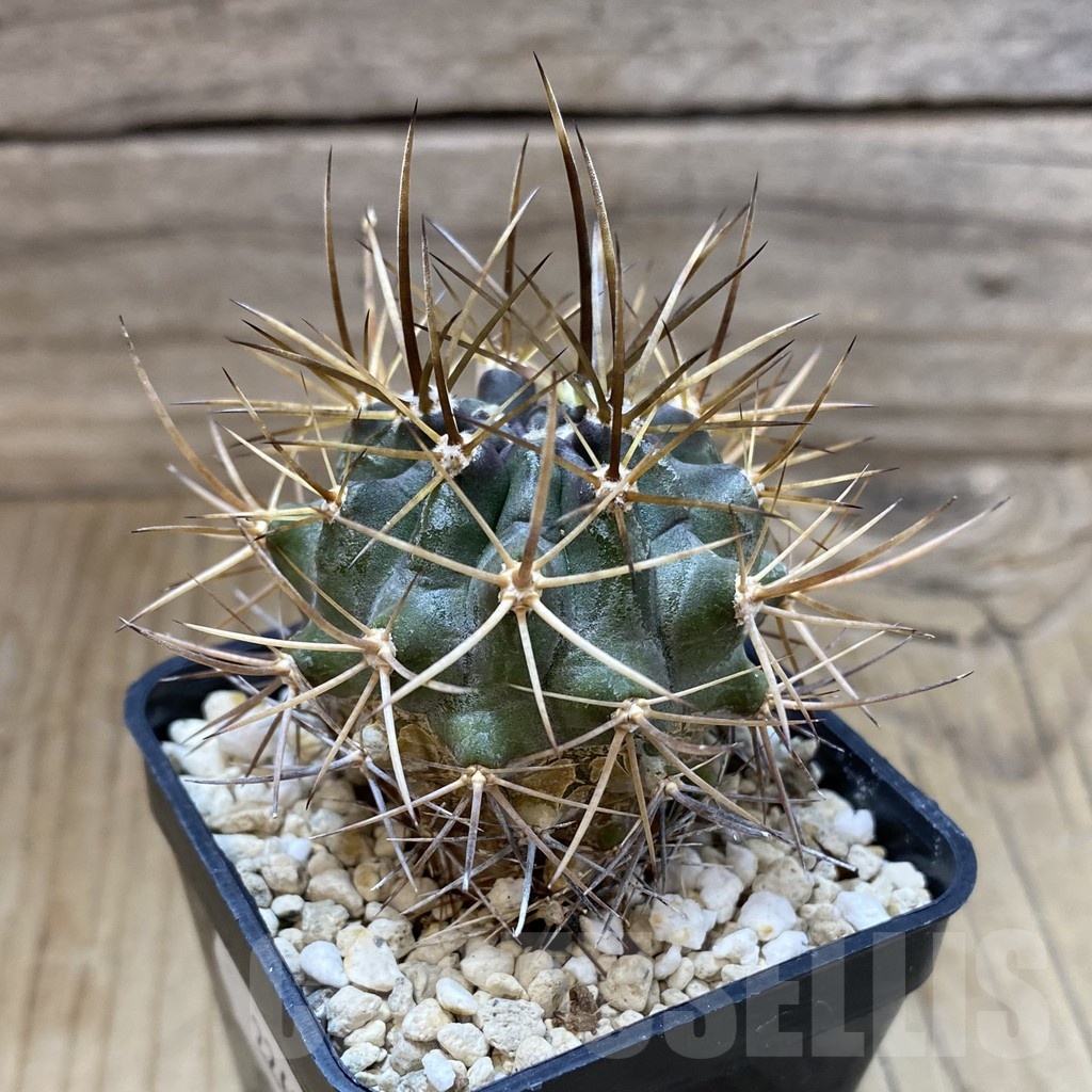 SH22635 Eriosyce curvispina - Image 2