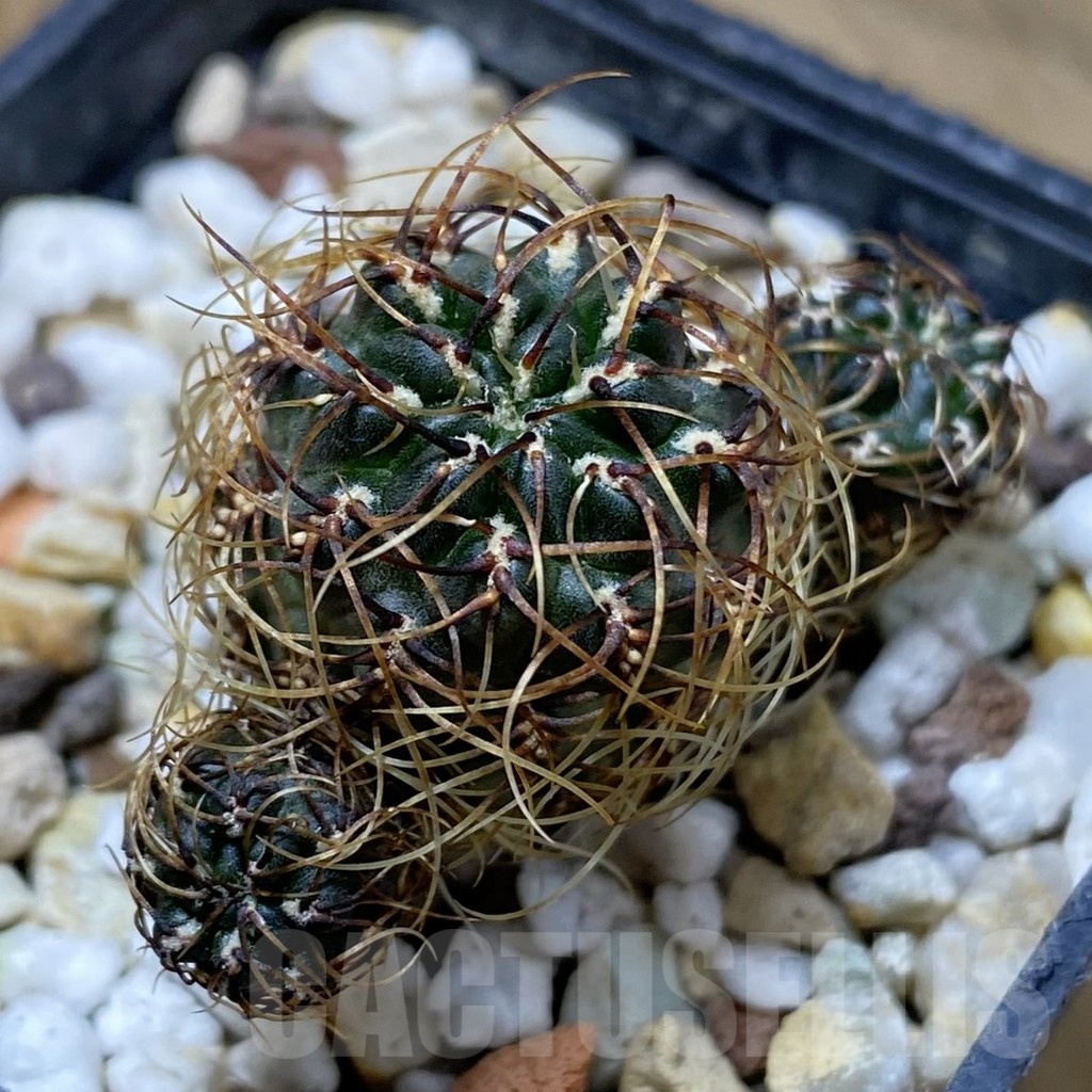SH22636 Sulcorebutia aff. tarabucoensis