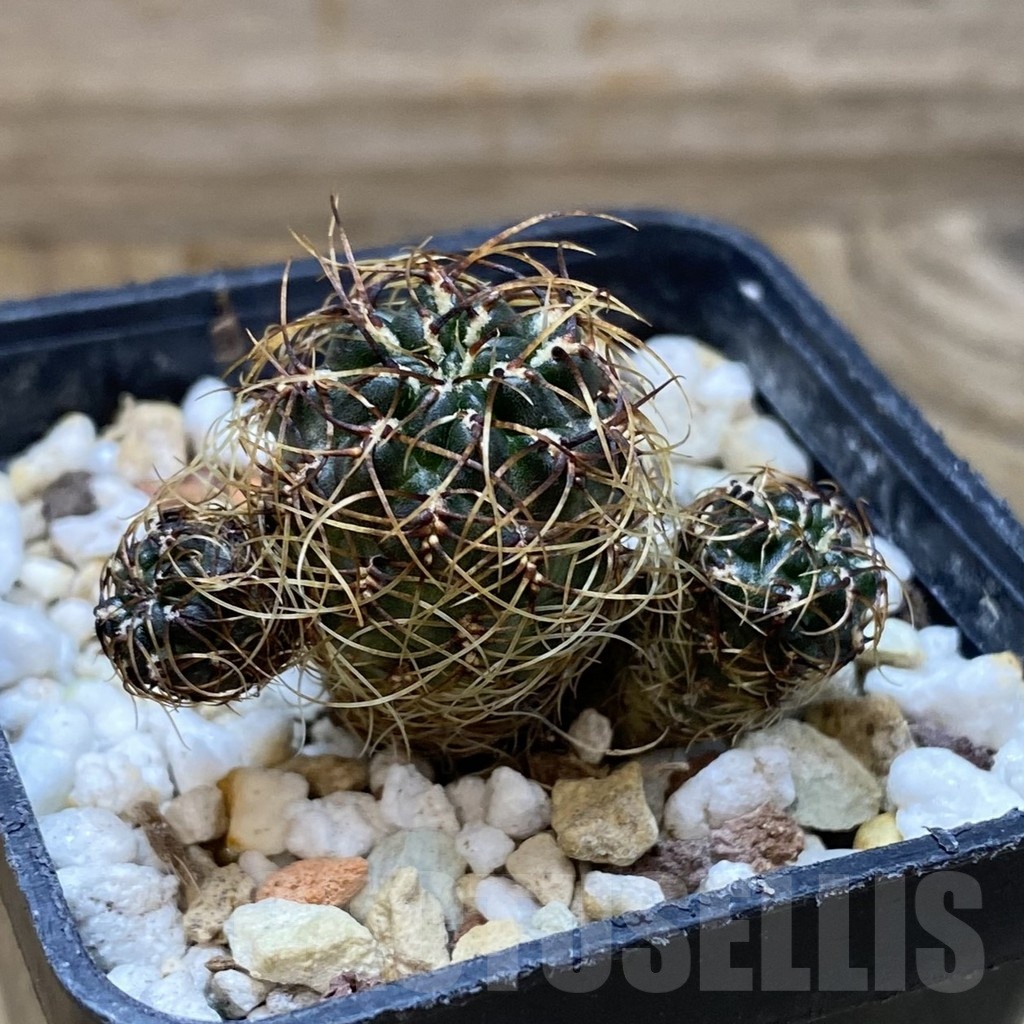 SH22636 Sulcorebutia aff. tarabucoensis - Image 2