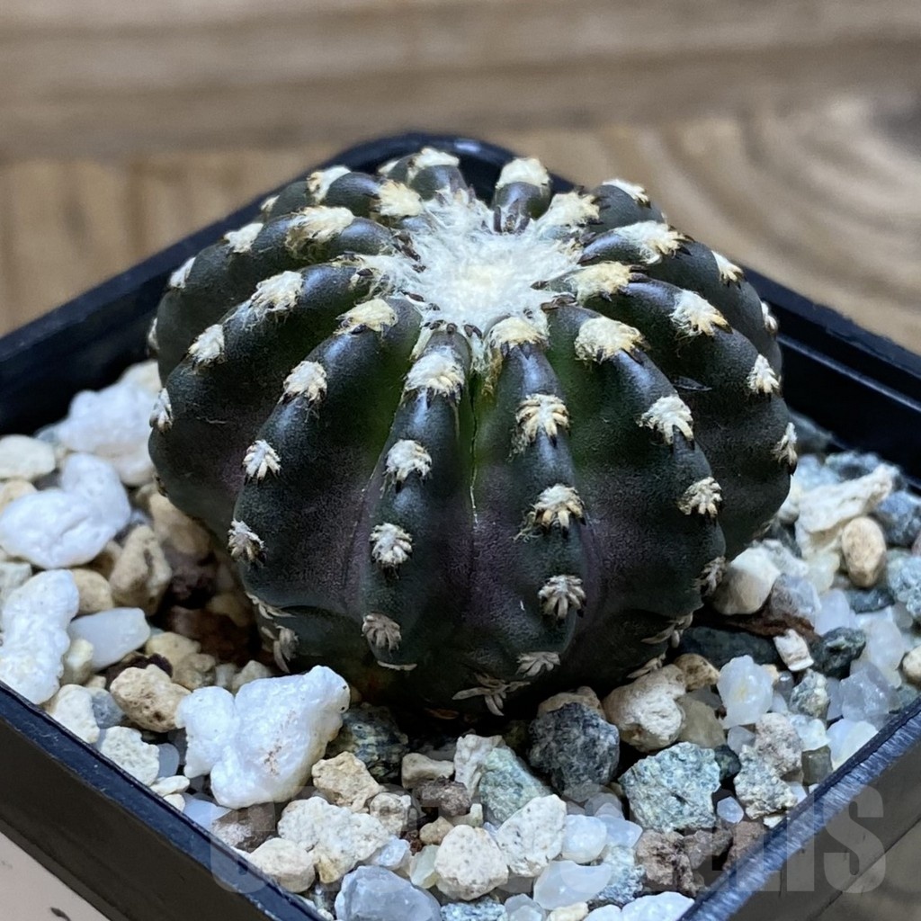 SH22637 Discocactus horstii - Image 2