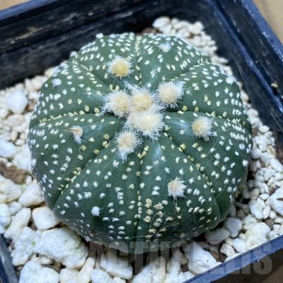 SH22640 Astrophytum asterias ‘Ooibo’ hybrid