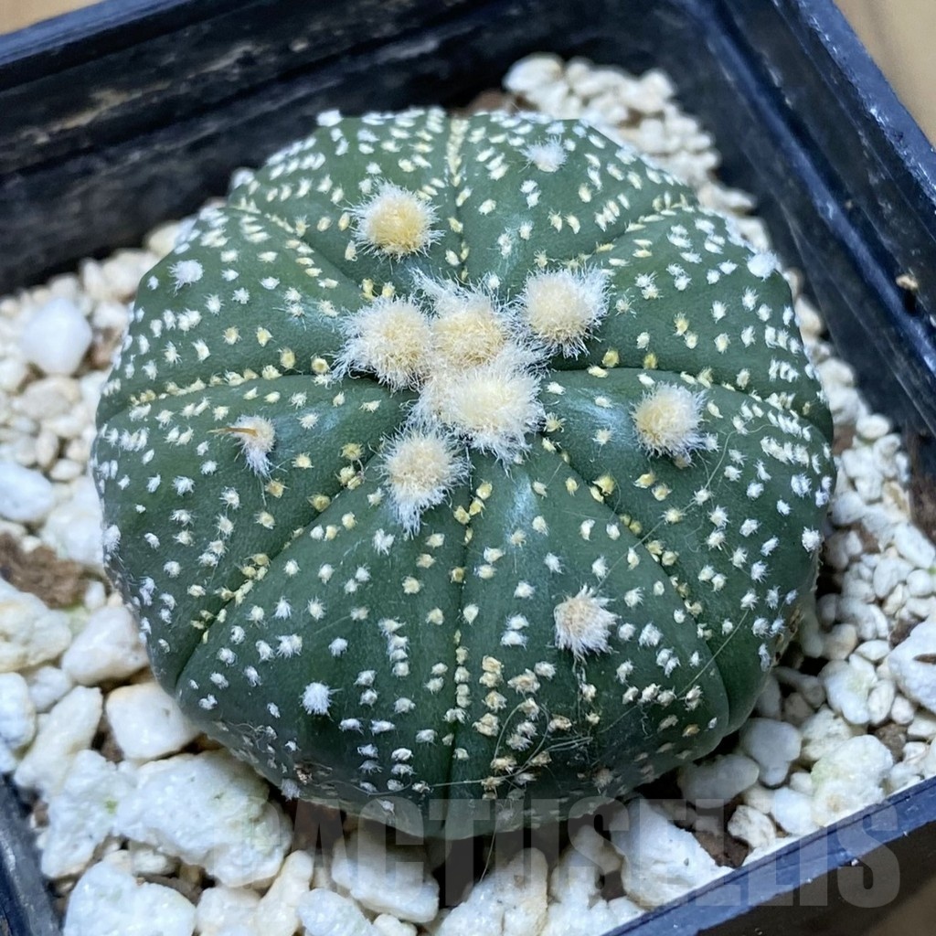 SH22640 Astrophytum asterias ‘Ooibo’ hybrid