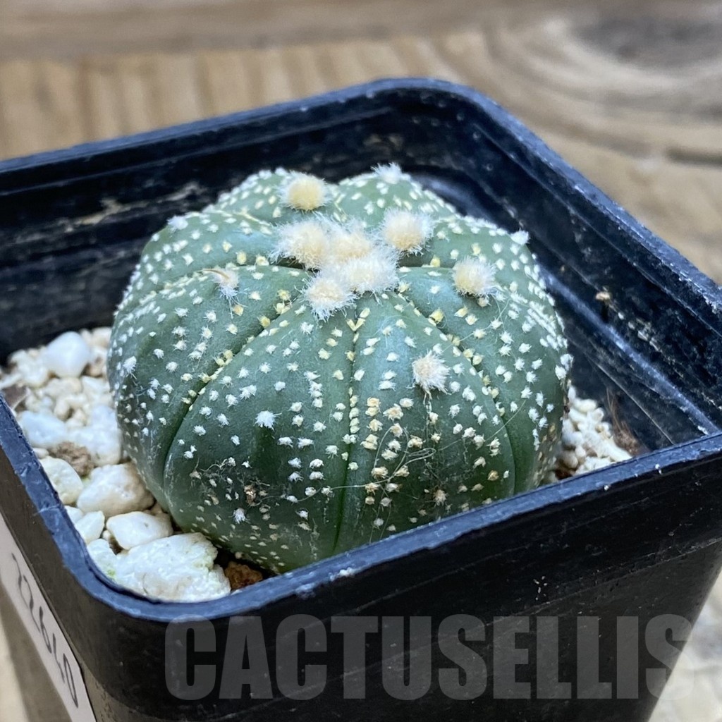 SH22640 Astrophytum asterias ‘Ooibo’ hybrid - Image 2