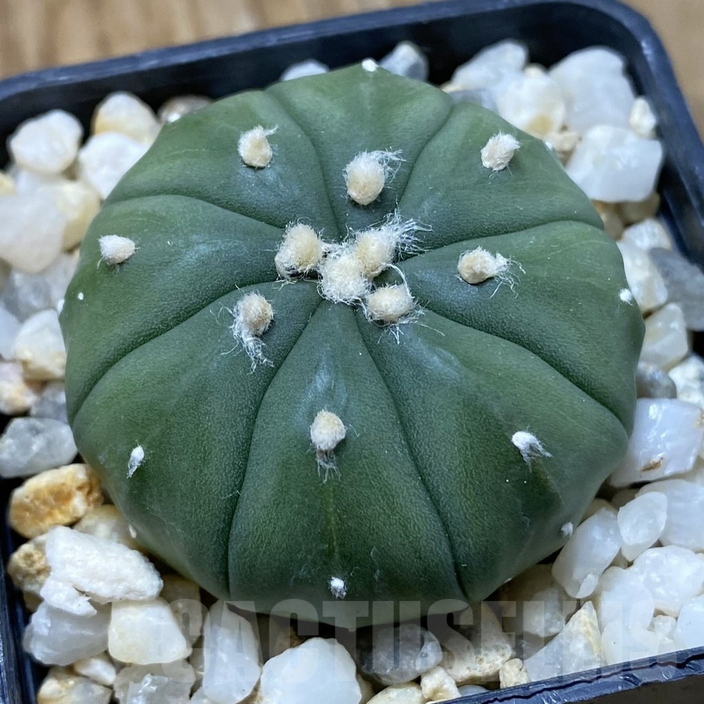 SH22641 Astrophytum asterias f. nudum