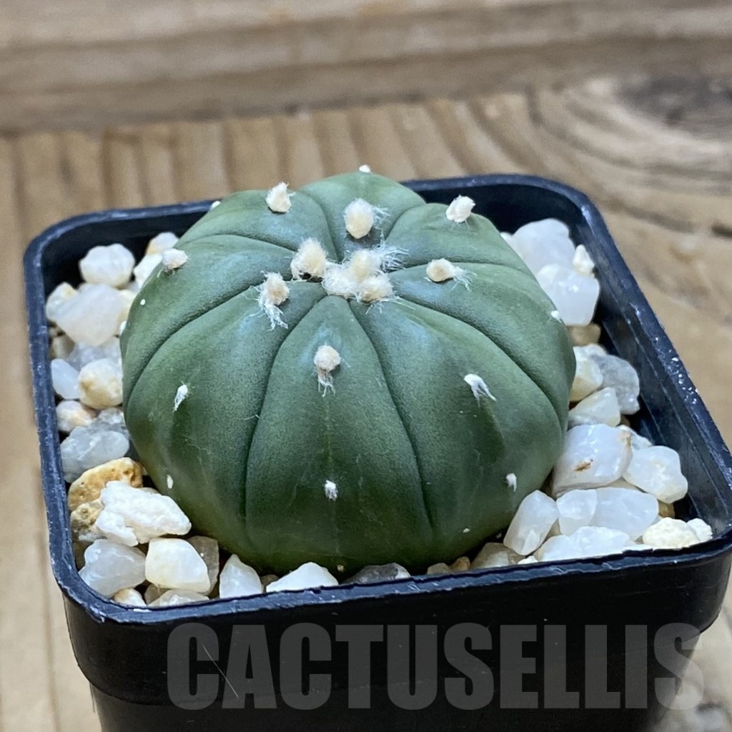 SH22641 Astrophytum asterias f. nudum - Image 2