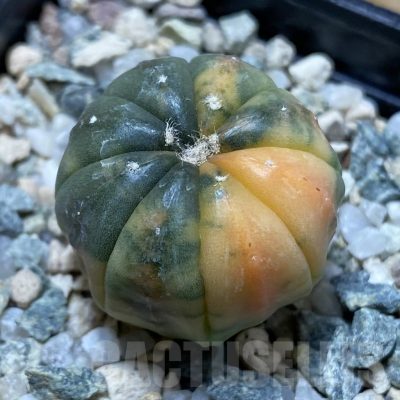 SH22643 Astrophytum asterias ‘Red Purple Skin’ f. variegata