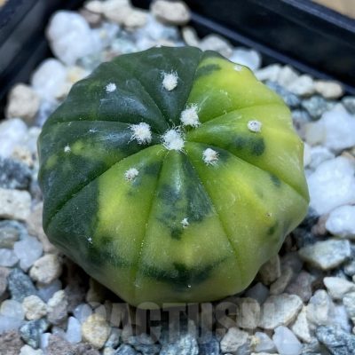SH22644 Astrophytum asterias f. variegata