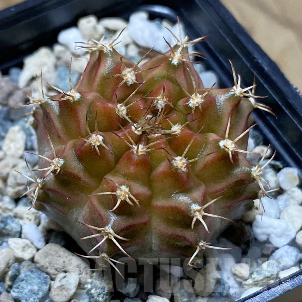 SH22651 Gymnocalycium mihanovichii ‘Neon’ hybrid