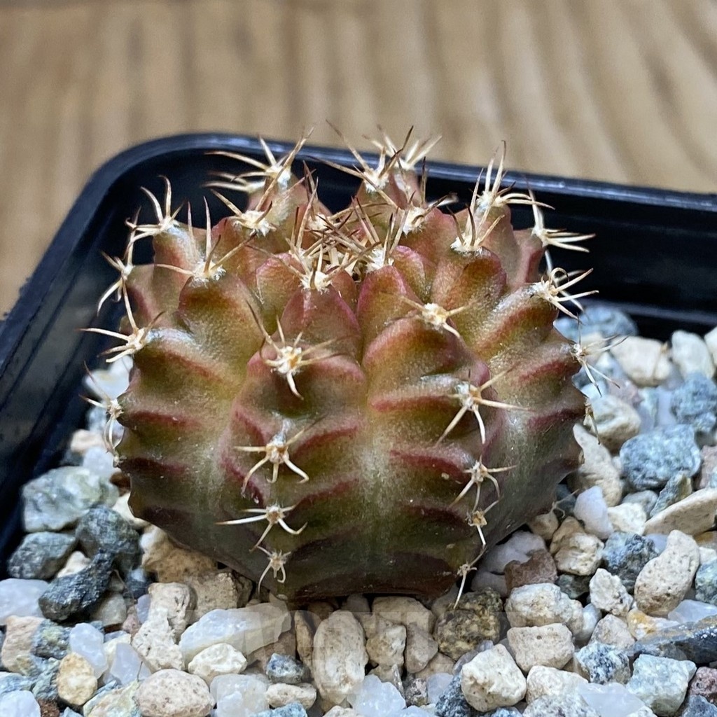 SH22651 Gymnocalycium mihanovichii ‘Neon’ hybrid - Image 2
