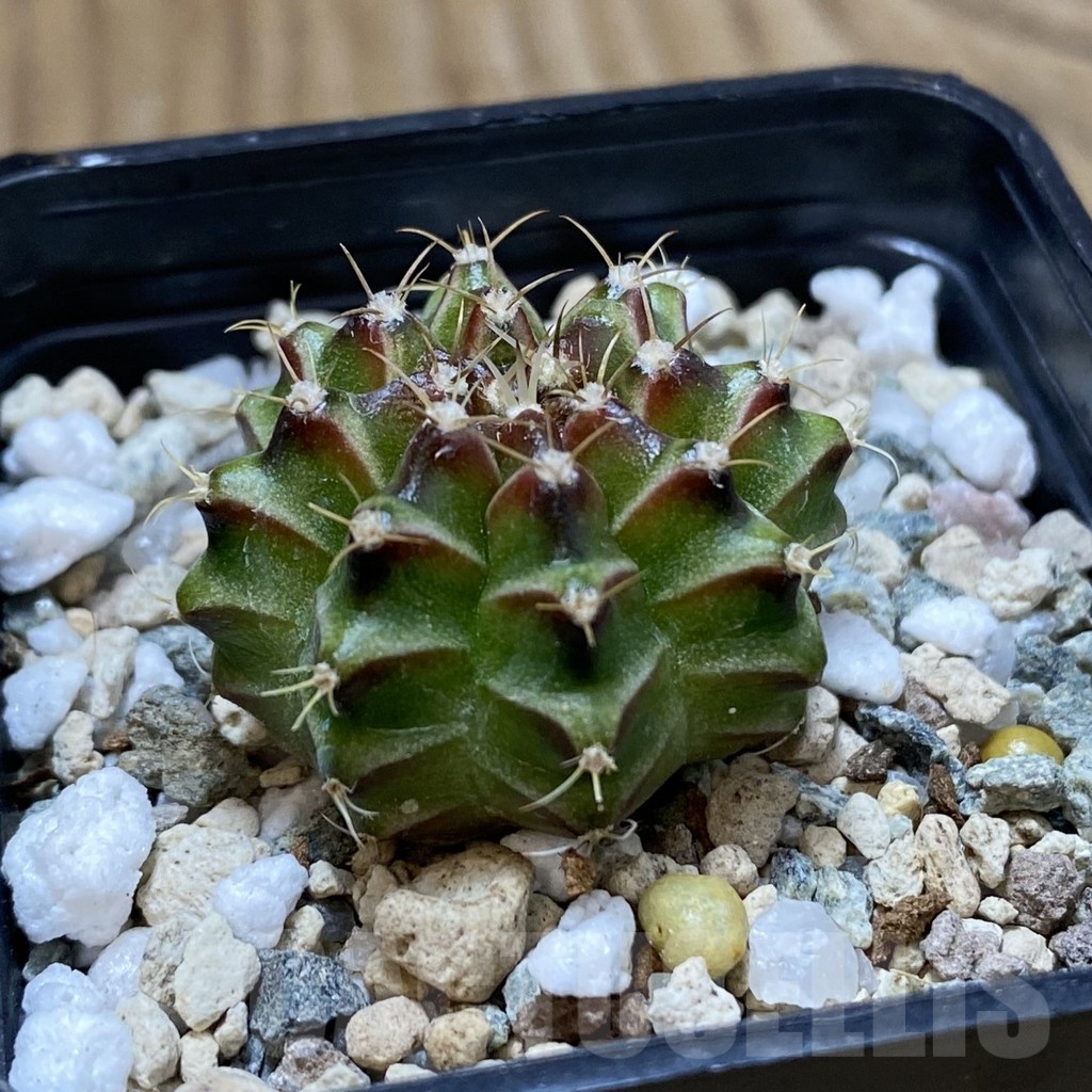 SH22652 Gymnocalycium mihanovichii ‘Neon’ hybrid - Image 2