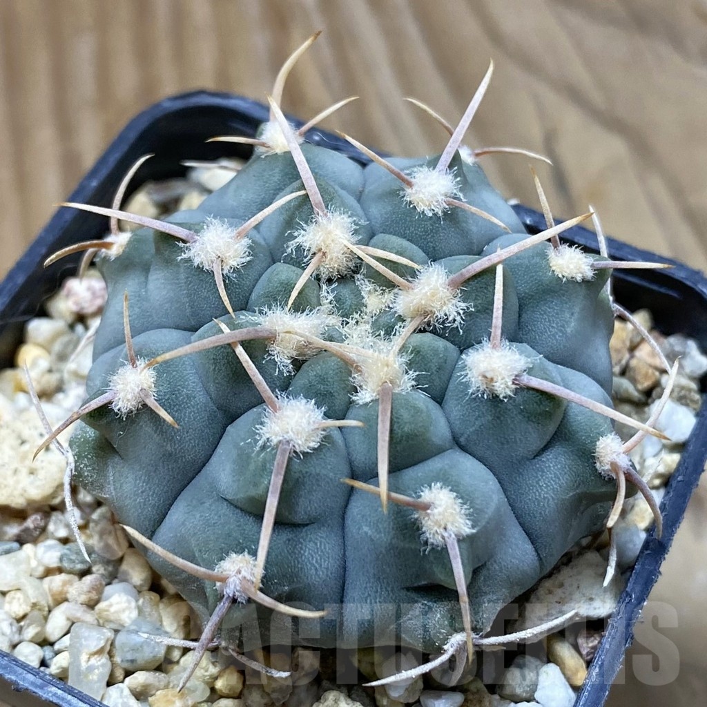 SH22654 Gymnocalycium vatteri, selection