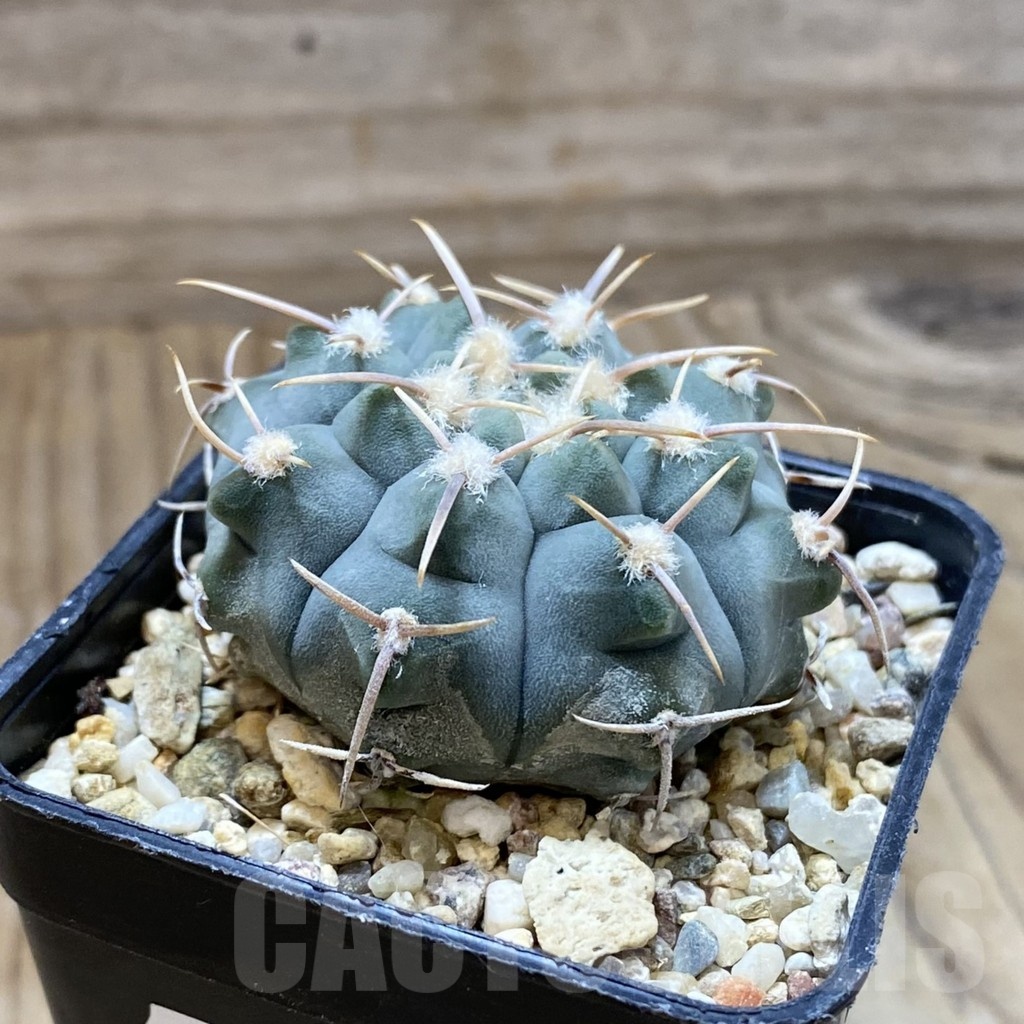 SH22654 Gymnocalycium vatteri, selection - Image 2