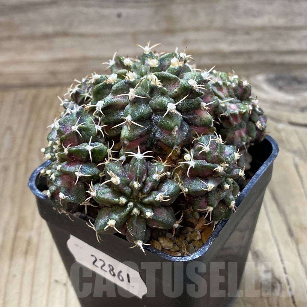SH22861 Gymnocalycium mihanovichii ‘T-Lux’ - Image 2