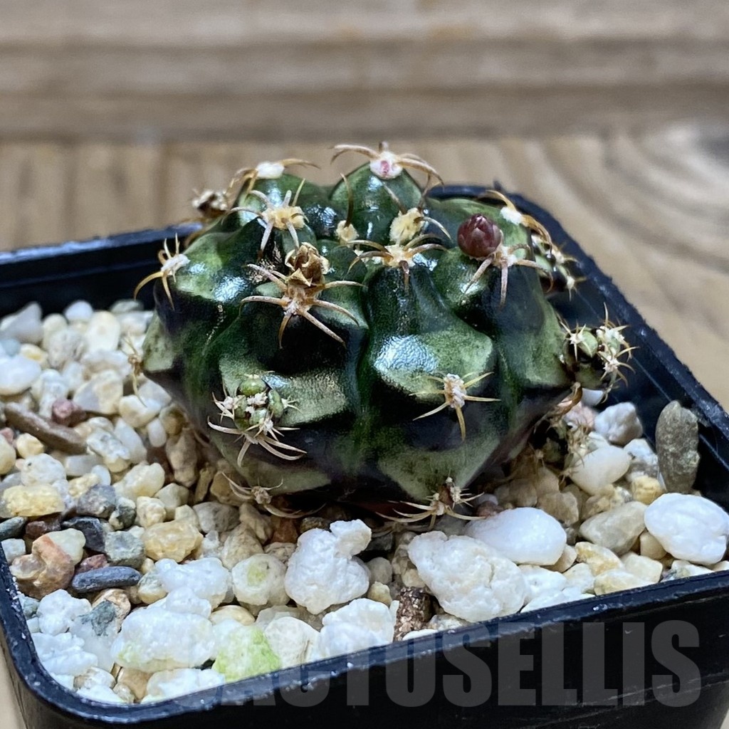 SH22862 Gymnocalycium damsii v. tucavocense - Image 2