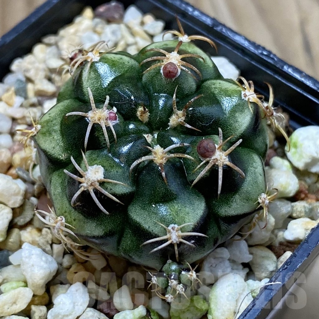 SH22863 Gymnocalycium damsii v. tucavocense