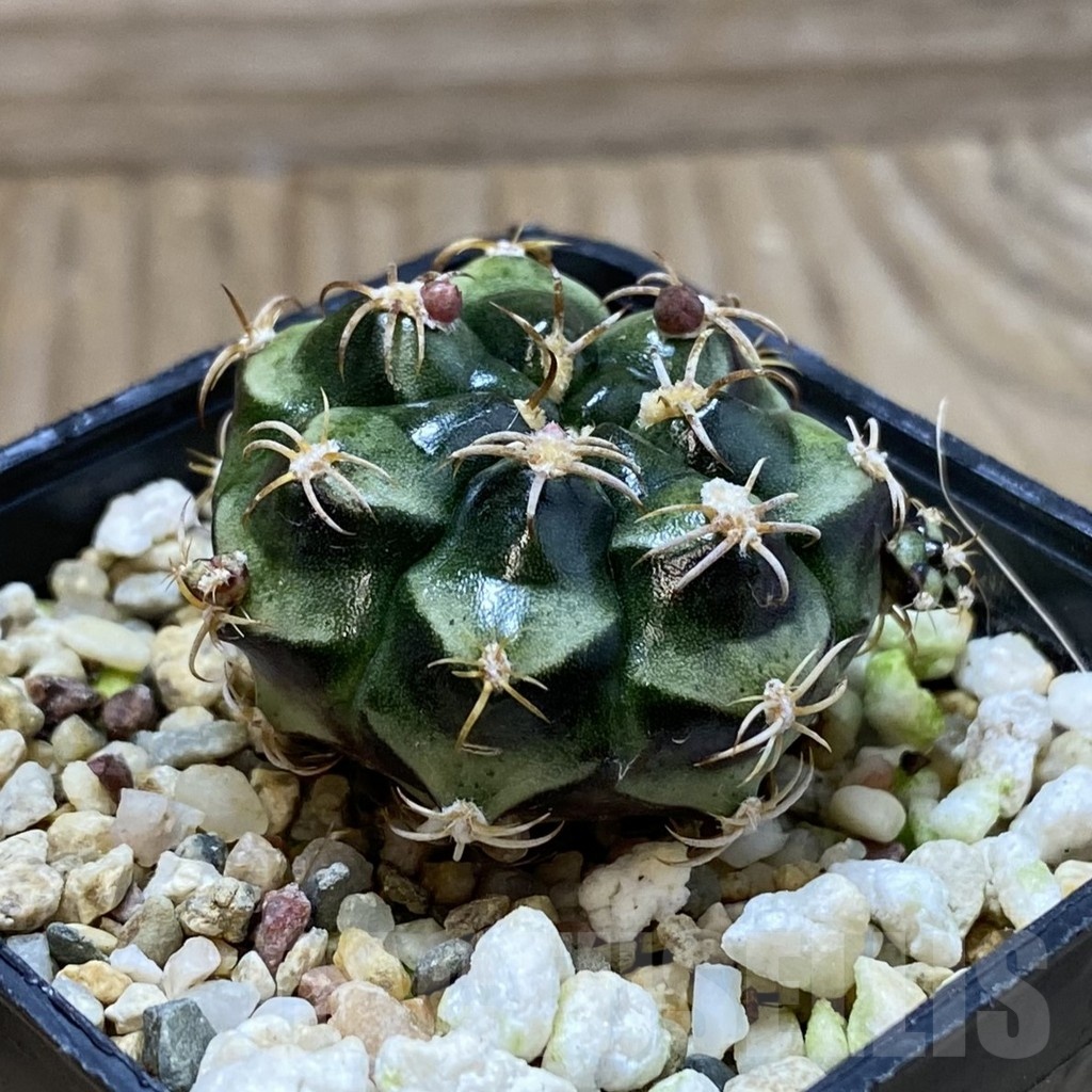 SH22863 Gymnocalycium damsii v. tucavocense - Image 2