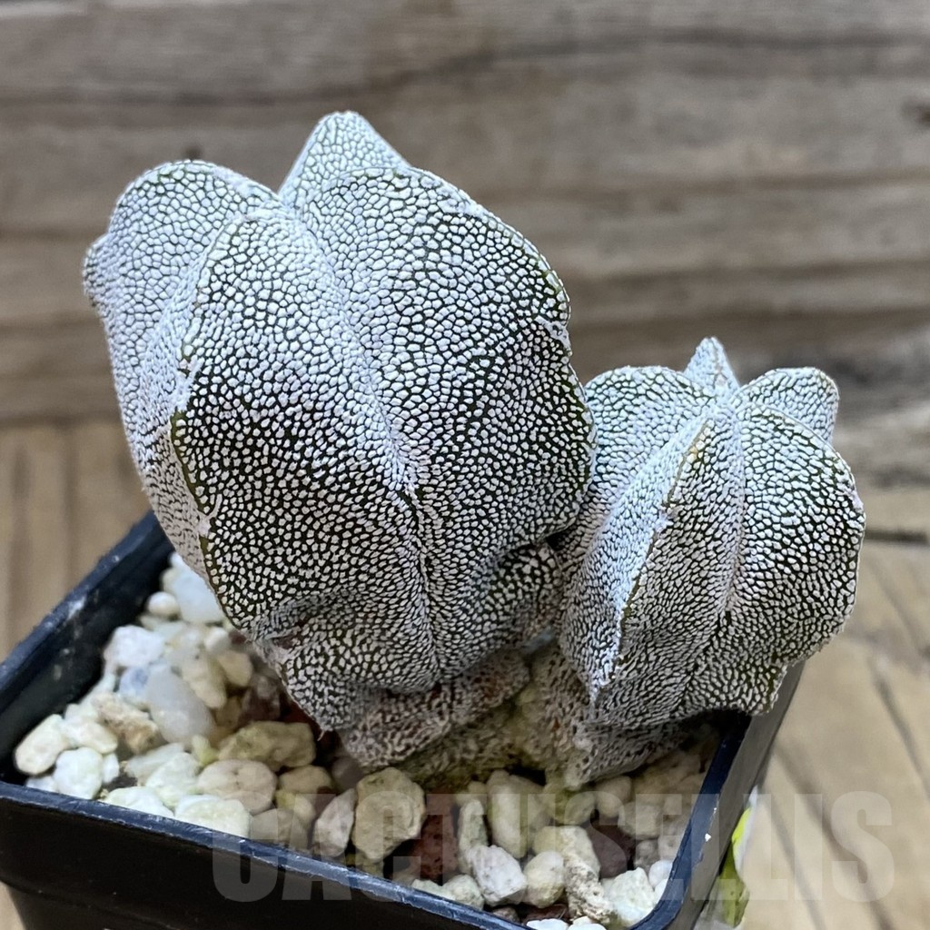 SH22828 Astrophytum myriostigma ‘Onzuka’ v. quadricostatum - Image 2