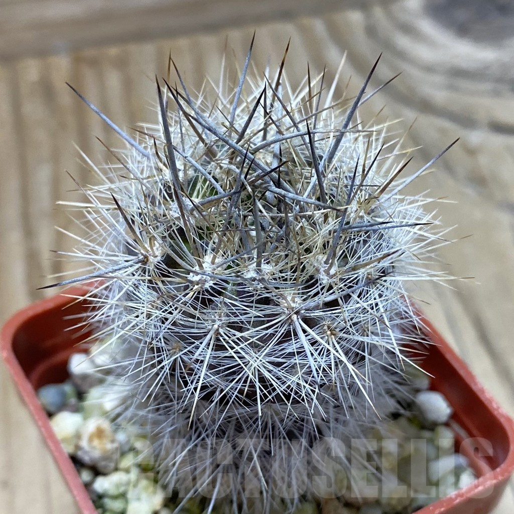 SH22868 Neoporteria aff. subgibbosa