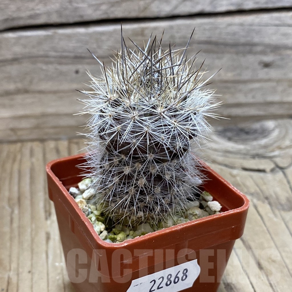 SH22868 Neoporteria aff. subgibbosa - Image 2