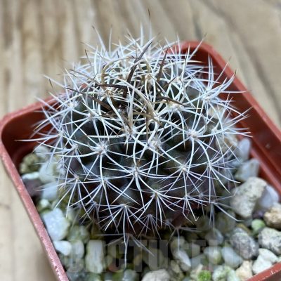 SH22869 Eriosyce eriosyzoides