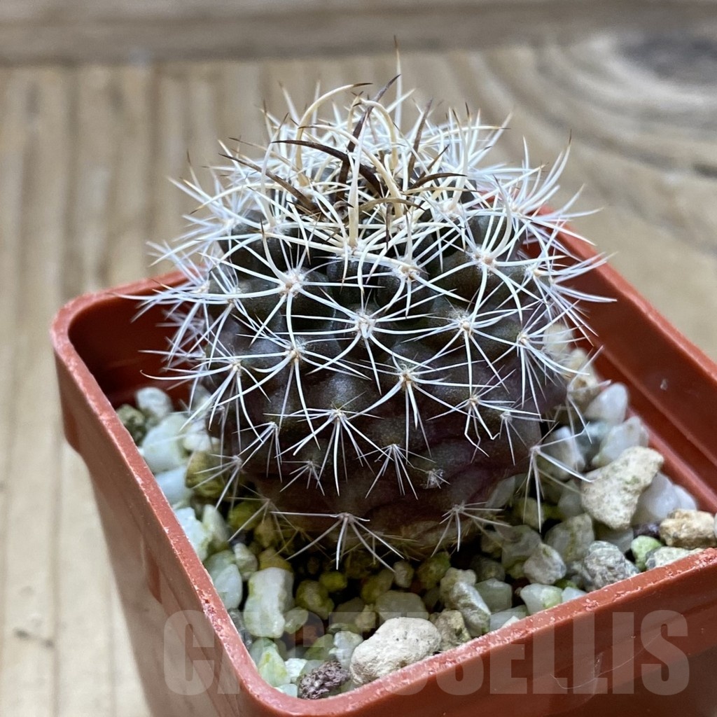 SH22869 Eriosyce eriosyzoides - Image 2
