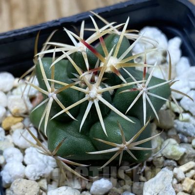 SH22870 Thelocactus hexaedrophorus
