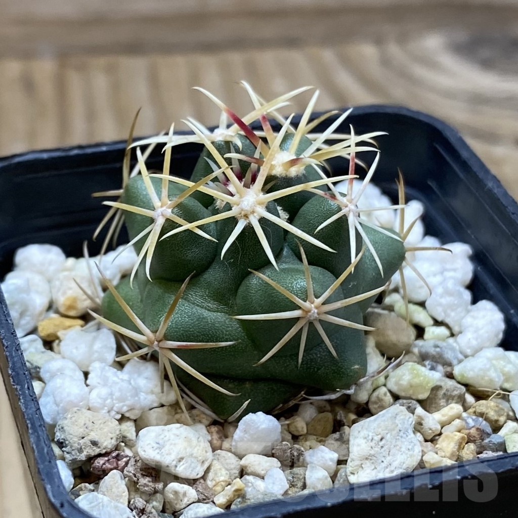 SH22870 Thelocactus hexaedrophorus - Image 2