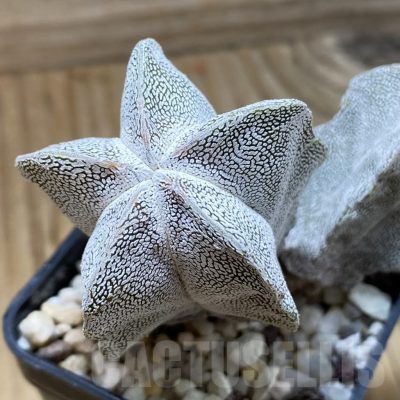 SH22829 Astrophytum myriostigma ‘Onzuka’