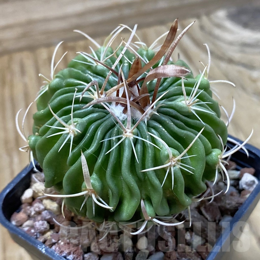 SH22872 Echinofossulocactus aff. dichroacanthus L 1564