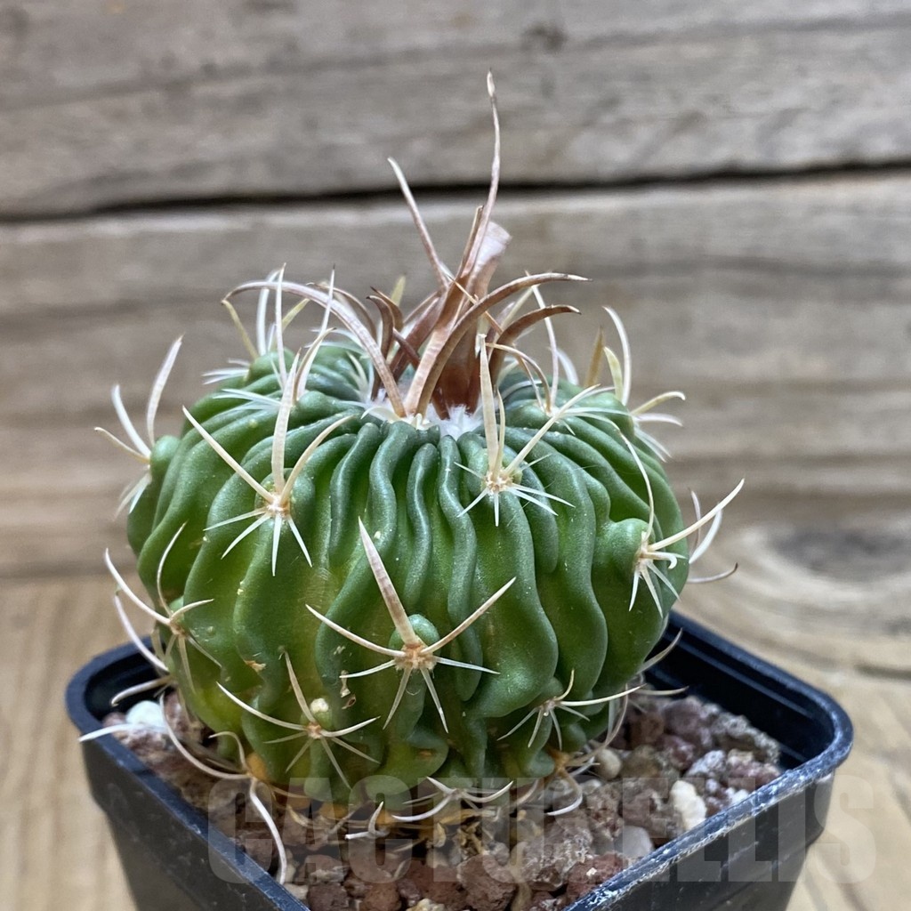 SH22872 Echinofossulocactus aff. dichroacanthus L 1564 - Image 2
