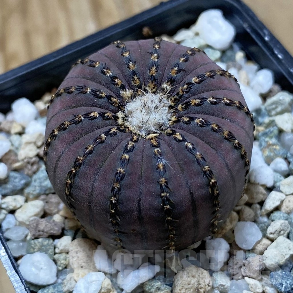 SH22875 Frailea asterioides
