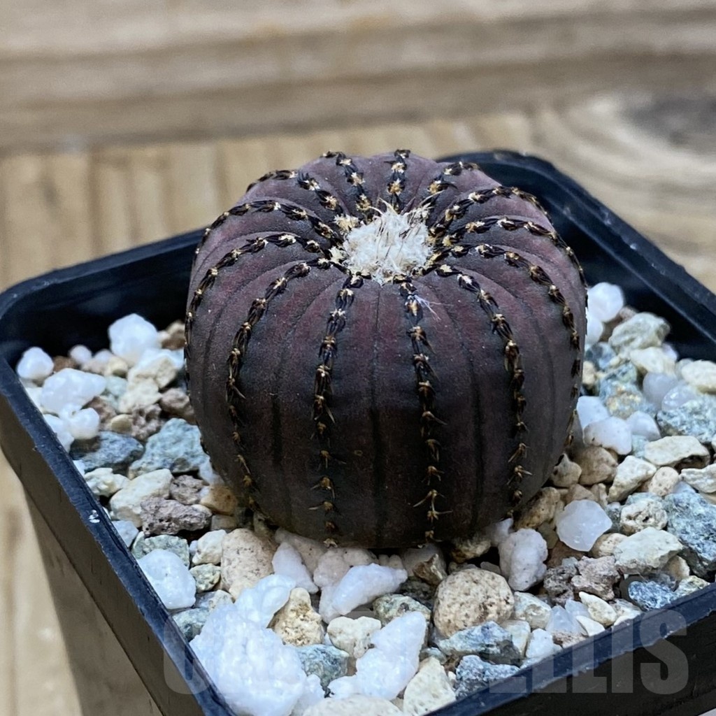 SH22875 Frailea asterioides - Image 2