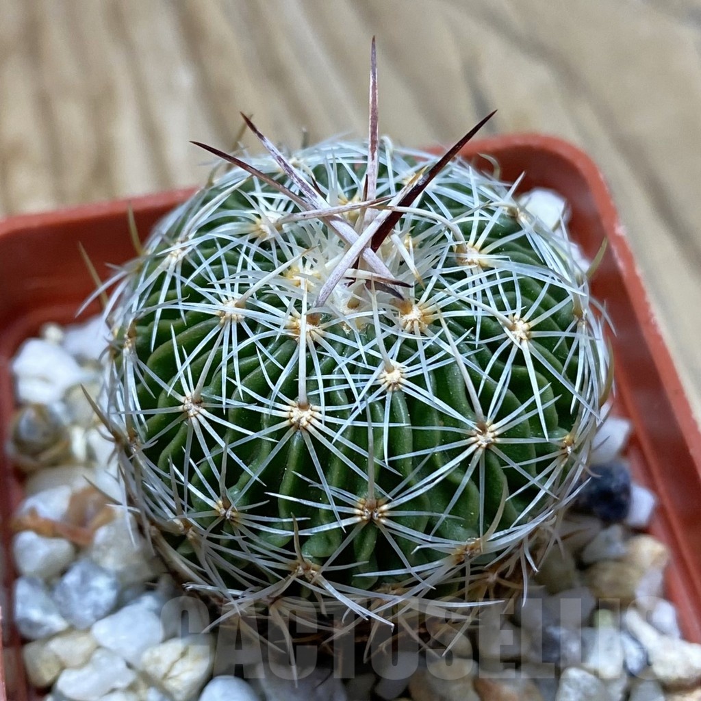 SH22876 Echinofossulocactus multicostatus SB 1147