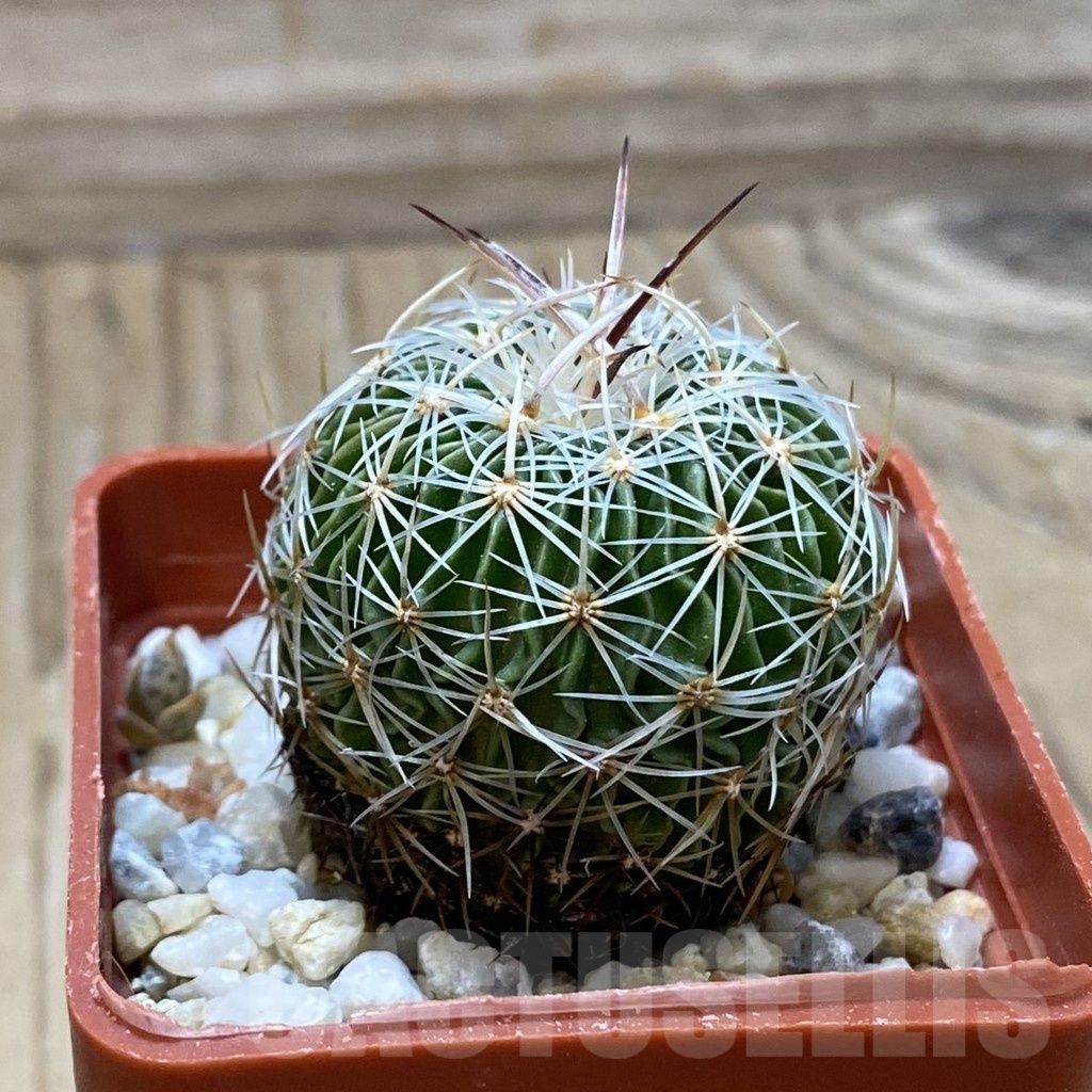 SH22876 Echinofossulocactus multicostatus SB 1147 - Image 2