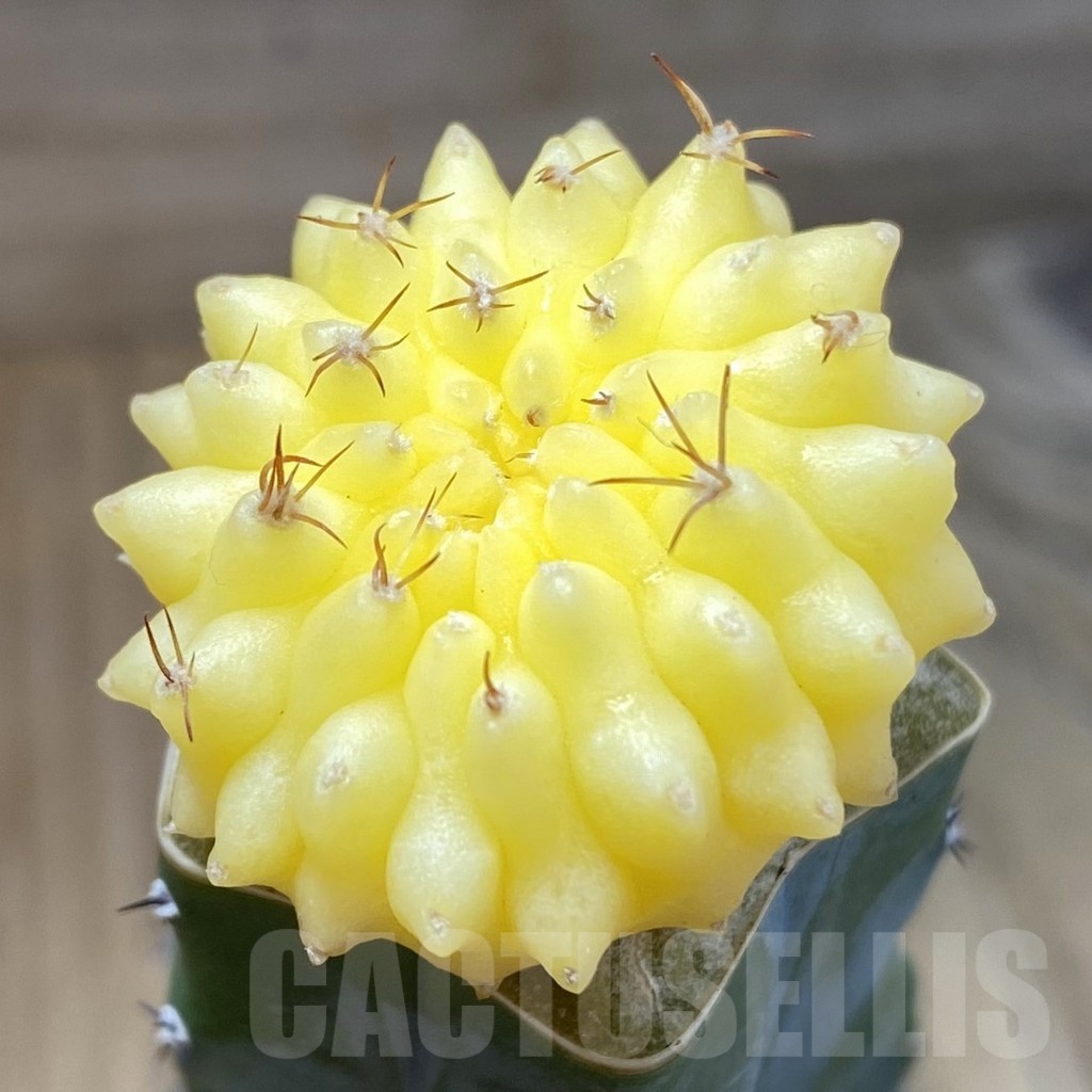 SH22879 Gymnocalycium mihanovichii ‘inermis’ f. variegata, grafted